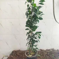 گل و گیاه بنجامین بلک کک