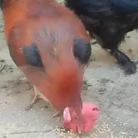 یک عدد خروس گم شده