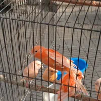 قناری سرخ و سهره نر ماده تک و جفتی|پرنده|تهران, پرستار|دیوار