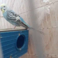 مرغ عشق  ۱ میلیون با قفس