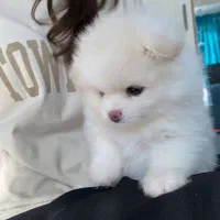 سگ پامرانین(کراس)2/900