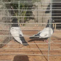 نر و ماده سینه ای  و جوجه هاش