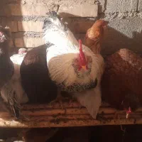 تعدادی حیوانات مزرعه مرغ و خروس و...|حیوانات مزرعه|سنگدوین, |دیوار