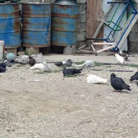 کبوتر
