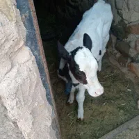 گوساله فروشی