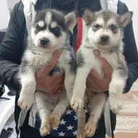 هاسکی مالاموت