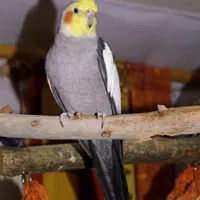 عروس هلندی و مرغ عشق