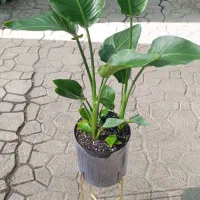 کارگر ساده و فروشنده گل و گیاه|استخدام بازاریابی و فروش|تهران, توحید|دیوار