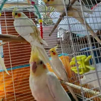 فروش عروس هلندی