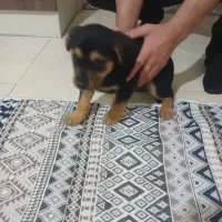 توله سگ ژرمن