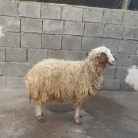 فروش بره ماده چاق،آدرس جنت مکان