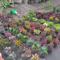 گل آپارتمانی وباغچه اب
