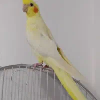 دوتاعروس هلندی جوان نر ومادە بدون هیچ مشکلی