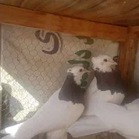 کبوتر طوقی پرشی|پرنده|تهران, قصر فیروزه ۲|دیوار