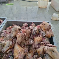 کله پاچه تازه ارسال رایگان