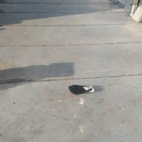 کبوتر|پرنده|همدان, |دیوار