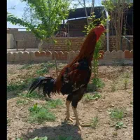 خروس لاری اصیل