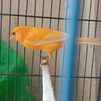 قناری پرتقالی نر بخون