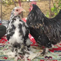 خروس و جوجه مرغ کوچین برهما