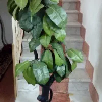 درختچه
