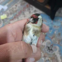 سهره تازه گیر