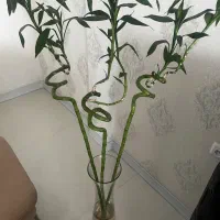 گلدان شیشه ای خارجی با گل بامبو پیچ|گل و گیاه طبیعی|مشهد, شهرک امام هادی (شهرک غرب)|دیوار