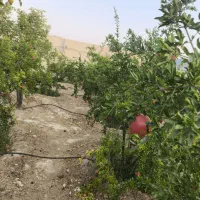 باغ سیخ دارنگون احرار نرگس|فروش خانه و ویلا|شیراز, تندگویان|دیوار