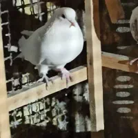 تعدادی کفتر