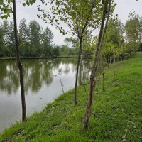 دنبال طبیعت گردی شمال