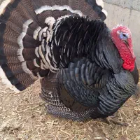 بوقلمون نر دو ساله و نیم سنگین وزن|حیوانات مزرعه|فلاورجان, |دیوار