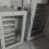 دستگاه جوجه کشی