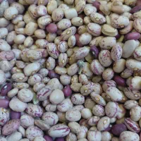 لوبیا چیتی بومی