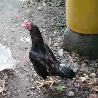 لاری مینیاتوری(کوشامو)