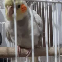 عروس هلندی