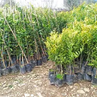 نهال میوه|گل و گیاه طبیعی|رشت, بلوار گیلان|دیوار