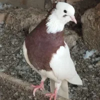 طوقی|پرنده|رودان, |دیوار