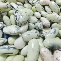 پاچ باقلی