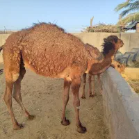 شتر فروشی