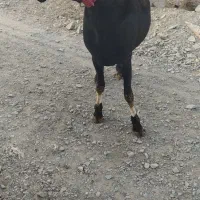 قوچ چینی میش چینی بره قوچ|حیوانات مزرعه|تربت جام, شهرک آزادگان|دیوار