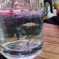 رازبورا گلکسی درشت  وکوریدوراس