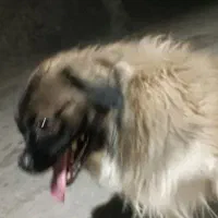 سگ تیبتان اسپانیل