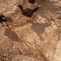 مرغ یا خروس لاری|حیوانات مزرعه|اسفرورین, |دیوار