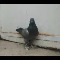 کفتر سسلی ۵۰۰هزار