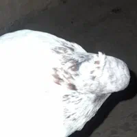 کبوتر کاکولی به فروش میرسد|پرنده|روانسر, |دیوار