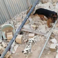 ژرمن دالمیشن