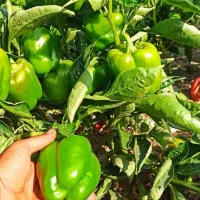 فلفل دلمه بوته ای|خوردنی و آشامیدنی|مشهد, ادیب نیشابوری (شهرک غرب)|دیوار