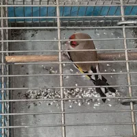 سره دورگ|پرنده|تهران, کیانشهر|دیوار