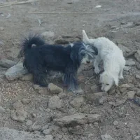 فروشی دو عدد|سگ|بافق, |دیوار