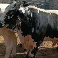 کود حیوانی گاو و گوساله