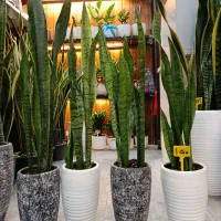 سانسوریا.گیاهان آپارتمانی.گل آپارتمانی